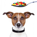фото Витаминно-минеральные добавки для собак