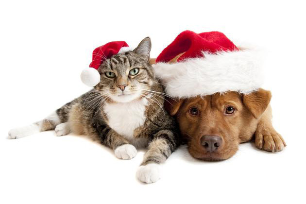 фото Безопасность домашних животных во время праздников 
