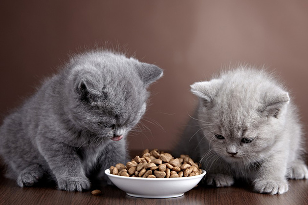 фото Почему котенку нужен специализированный корм? 