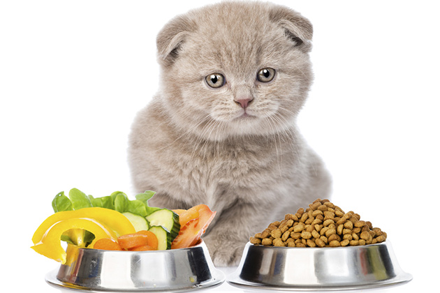 Какой корм лучше для котят? | ZooVsem.by