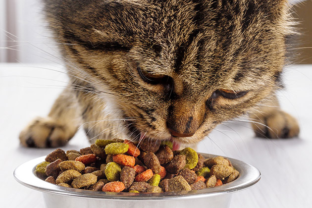фото Корм для кошек - как выбрать подходящий из готовых кормов? 