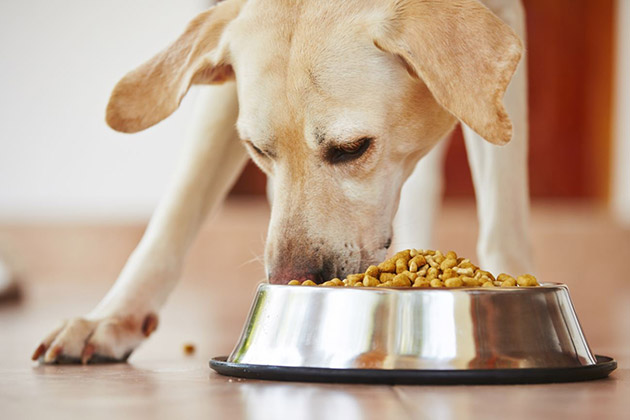 фото Сухой корм для собак: развенчиваем популярные мифы 