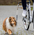 Поводок с креплением к велосипеду "TRIXIE" (велоспрингер) фото в интернет-магазине ZooVsem.by