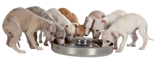 Миска "TRIXIE" металлическая для щенков "Junior Puppy Bowl" фото в интернет-магазине ZooVsem.by
